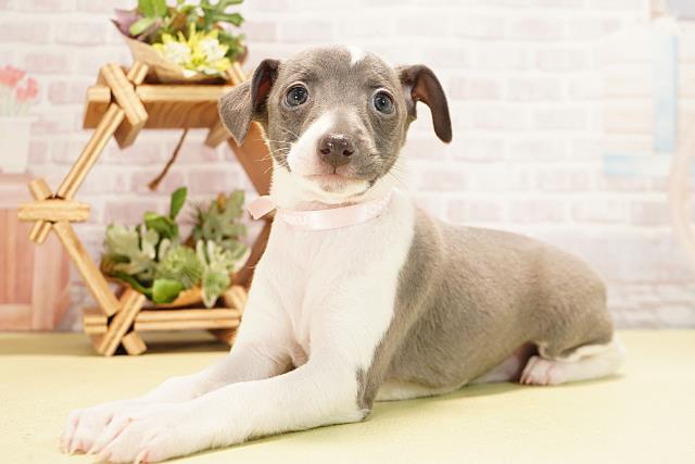 静岡県のイタリアングレーハウンド (Coo&RIKU浜松店/2025年11月1日生まれ/女の子/ブルーホワイトマーキングス)の子犬の3枚目の画像