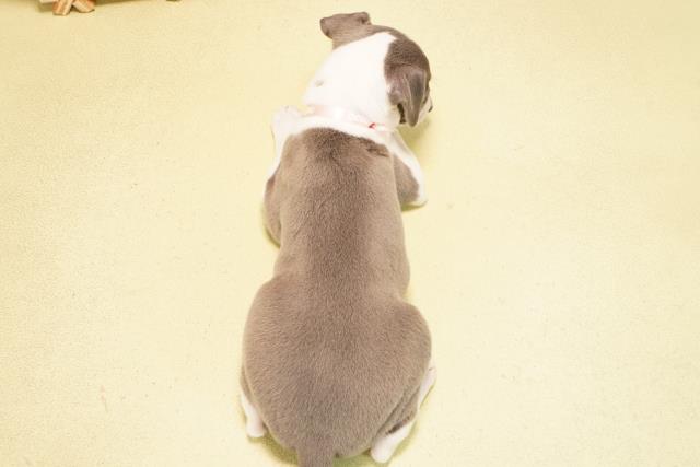 静岡県のイタリアングレーハウンド (Coo&RIKU浜松店/2025年11月1日生まれ/女の子/ブルーホワイトマーキングス)の子犬の4枚目の画像