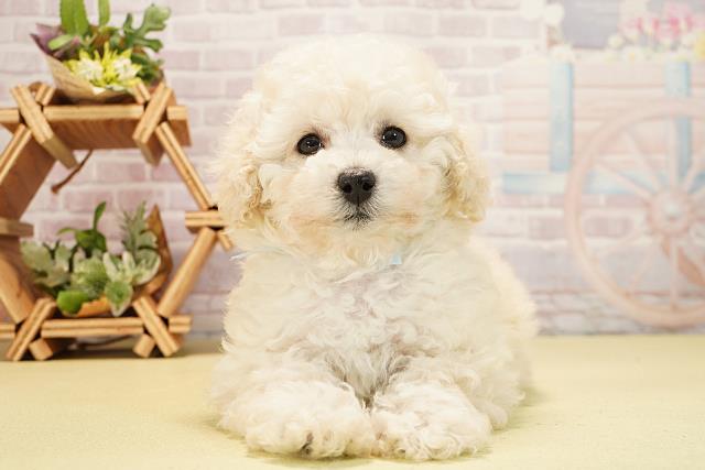 静岡県のトイプードル(トイ) (Coo&RIKU浜松店/2025年11月2日生まれ/男の子/ホワイト)の子犬の1枚目の画像