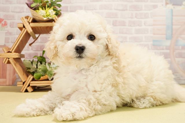 静岡県のトイプードル(トイ) (Coo&RIKU浜松店/2025年11月2日生まれ/男の子/ホワイト)の子犬の3枚目の画像