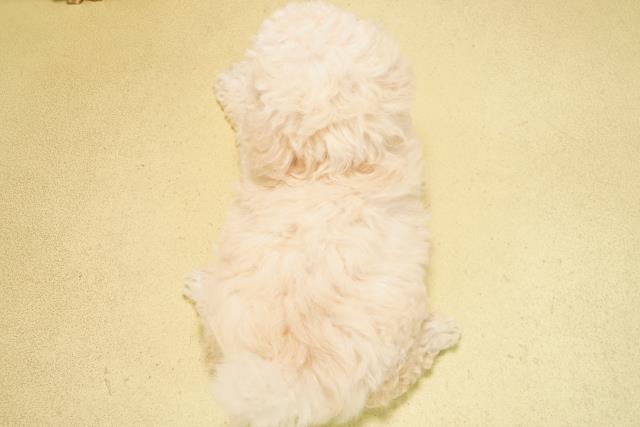 静岡県のトイプードル(トイ) (Coo&RIKU浜松店/2025年11月2日生まれ/男の子/ホワイト)の子犬の4枚目の画像