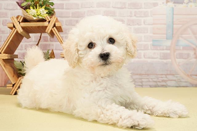 愛知県のトイプードル(トイ) (Coo&RIKU豊橋店/2025年11月2日生まれ/男の子/ホワイト)の子犬の2枚目の画像