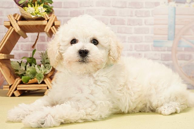 愛知県のトイプードル(トイ) (Coo&RIKU豊橋店/2025年11月2日生まれ/男の子/ホワイト)の子犬の3枚目の画像