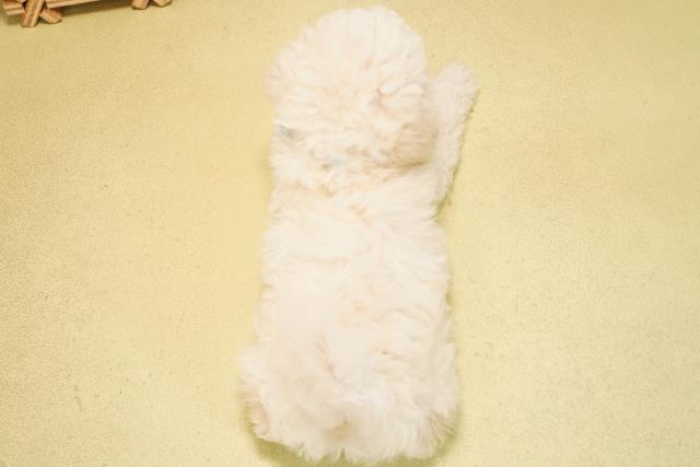 愛知県のトイプードル(トイ) (Coo&RIKU豊橋店/2025年11月2日生まれ/男の子/ホワイト)の子犬の4枚目の画像