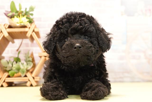 静岡県のトイプードル(トイ) (Coo&RIKU富士店/2025年11月1日生まれ/女の子/ブラック)の子犬の1枚目の画像