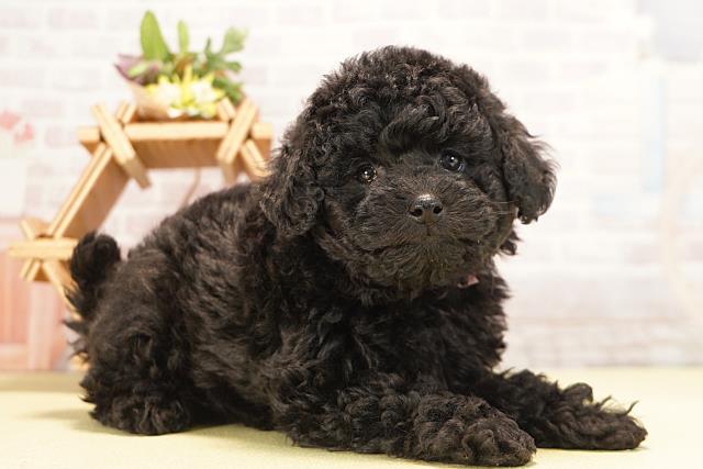 静岡県のトイプードル(トイ) (Coo&RIKU富士店/2025年11月1日生まれ/女の子/ブラック)の子犬の2枚目の画像