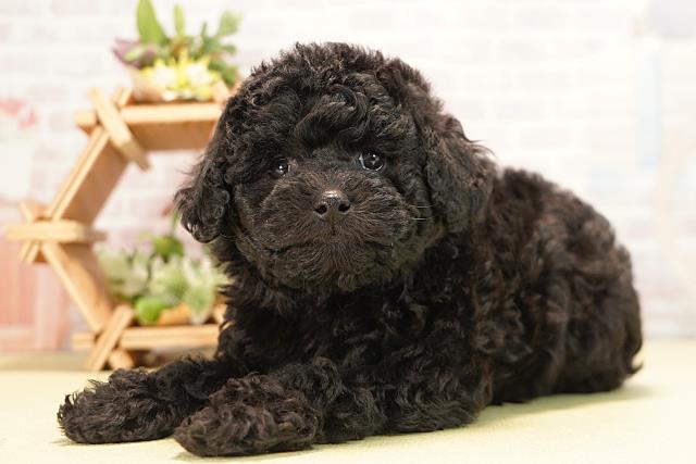 静岡県のトイプードル(トイ) (Coo&RIKU富士店/2025年11月1日生まれ/女の子/ブラック)の子犬の3枚目の画像