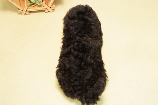 静岡県のトイプードル(トイ) (Coo&RIKU富士店/2025年11月1日生まれ/女の子/ブラック)の子犬の4枚目の画像