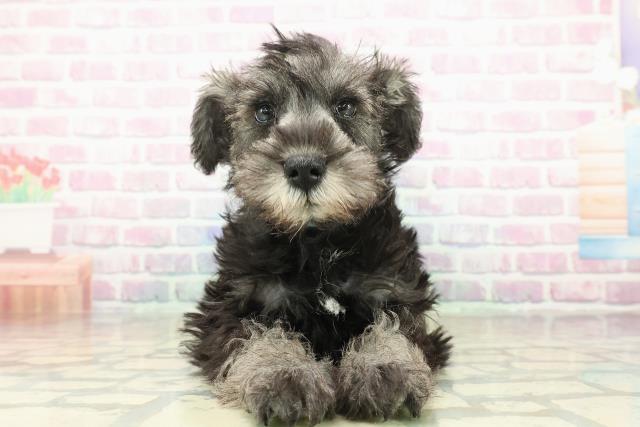 栃木県のミニチュアシュナウザー (Coo&RIKU足利店/2025年10月29日生まれ/男の子/ソルトペッパー)の子犬の1枚目の画像