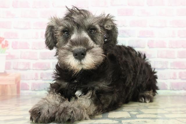 栃木県のミニチュアシュナウザー (Coo&RIKU足利店/2025年10月29日生まれ/男の子/ソルトペッパー)の子犬の2枚目の画像