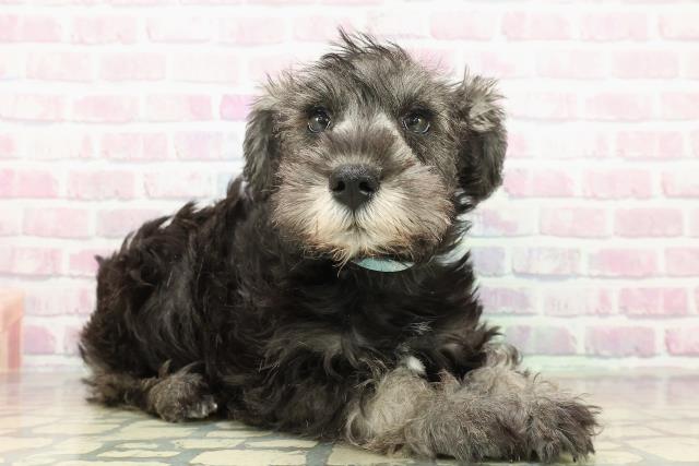 栃木県のミニチュアシュナウザー (Coo&RIKU足利店/2025年10月29日生まれ/男の子/ソルトペッパー)の子犬の3枚目の画像