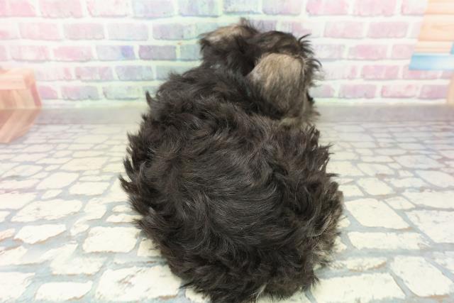 栃木県のミニチュアシュナウザー (Coo&RIKU足利店/2025年10月29日生まれ/男の子/ソルトペッパー)の子犬の4枚目の画像