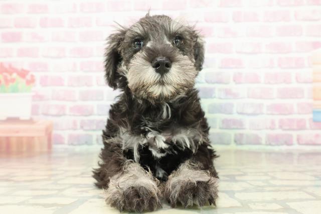 埼玉県のミニチュアシュナウザー (Coo&RIKU桶川店/2025年10月29日生まれ/男の子/ソルトペッパー)の子犬の1枚目の画像