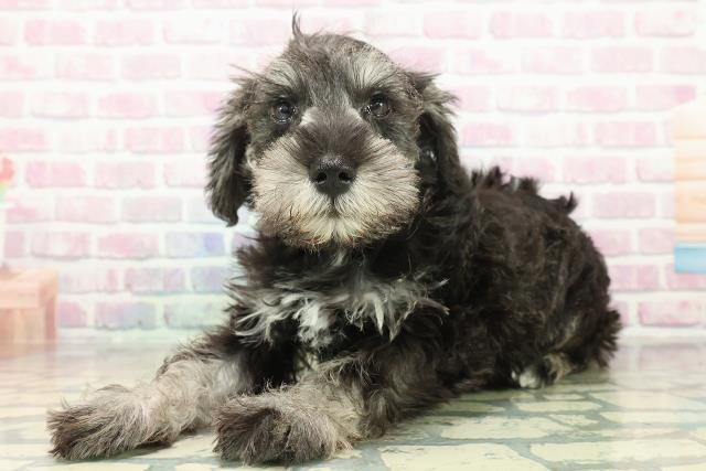 埼玉県のミニチュアシュナウザー (Coo&RIKU桶川店/2025年10月29日生まれ/男の子/ソルトペッパー)の子犬の2枚目の画像