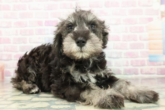 埼玉県のミニチュアシュナウザー (Coo&RIKU桶川店/2025年10月29日生まれ/男の子/ソルトペッパー)の子犬の3枚目の画像