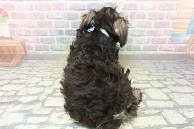 埼玉県のミニチュアシュナウザー (Coo&RIKU桶川店/2025年10月29日生まれ/男の子/ソルトペッパー)の子犬の4枚目の画像