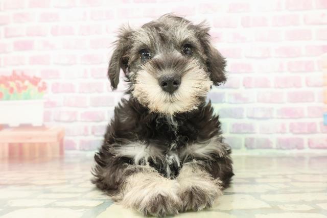 東京都のミニチュアシュナウザー (Coo&RIKU足立本店/2025年10月29日生まれ/男の子/ソルトペッパー)の子犬の1枚目の画像