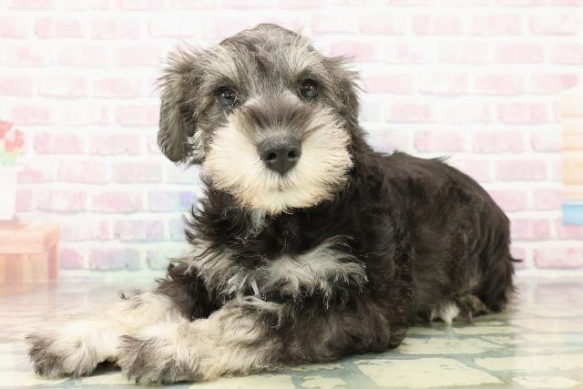 東京都のミニチュアシュナウザー (Coo&RIKU足立本店/2025年10月29日生まれ/男の子/ソルトペッパー)の子犬の2枚目の画像