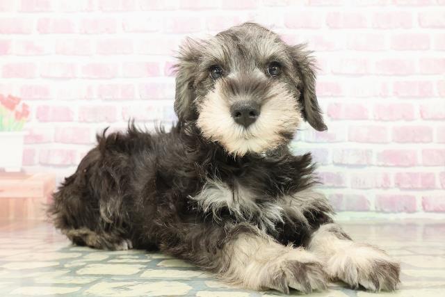 東京都のミニチュアシュナウザー (Coo&RIKU足立本店/2025年10月29日生まれ/男の子/ソルトペッパー)の子犬の3枚目の画像