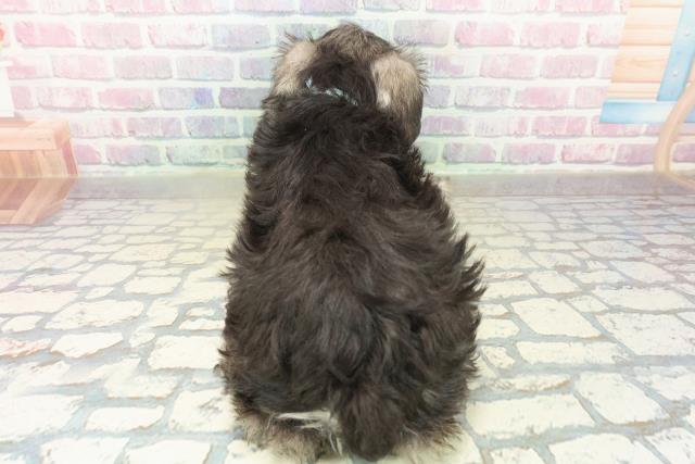 東京都のミニチュアシュナウザー (Coo&RIKU足立本店/2025年10月29日生まれ/男の子/ソルトペッパー)の子犬の4枚目の画像