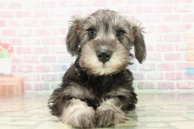 神奈川県のミニチュアシュナウザー (Coo&RIKU横須賀店/2025年10月29日生まれ/女の子/ソルトペッパー)の子犬