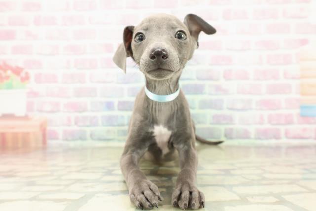 埼玉県のイタリアングレーハウンド (Coo&RIKU岩槻店/2025年11月1日生まれ/男の子/ブルーホワイト)の子犬の1枚目の画像