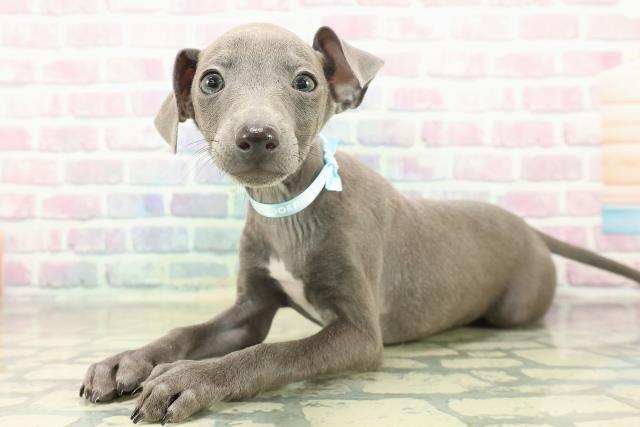 埼玉県のイタリアングレーハウンド (Coo&RIKU岩槻店/2025年11月1日生まれ/男の子/ブルーホワイト)の子犬の2枚目の画像