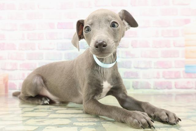 埼玉県のイタリアングレーハウンド (Coo&RIKU岩槻店/2025年11月1日生まれ/男の子/ブルーホワイト)の子犬の3枚目の画像