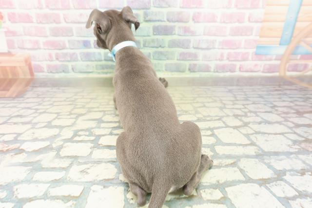 埼玉県のイタリアングレーハウンド (Coo&RIKU岩槻店/2025年11月1日生まれ/男の子/ブルーホワイト)の子犬の4枚目の画像