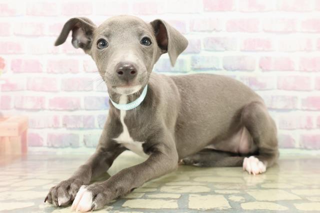 東京都のイタリアングレーハウンド (Coo&RIKU足立本店/2025年11月1日生まれ/男の子/ブルーホワイト)の子犬の2枚目の画像