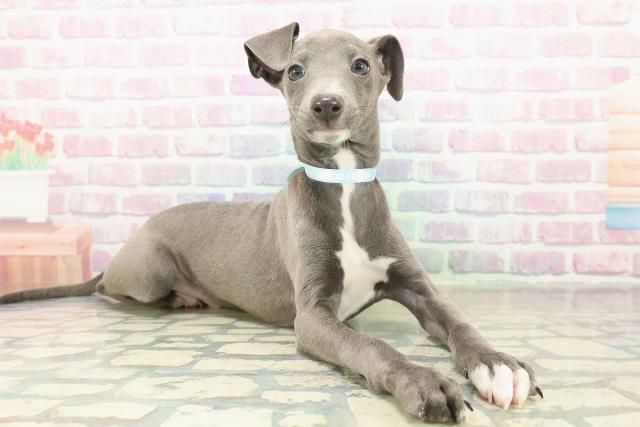 東京都のイタリアングレーハウンド (Coo&RIKU足立本店/2025年11月1日生まれ/男の子/ブルーホワイト)の子犬の3枚目の画像