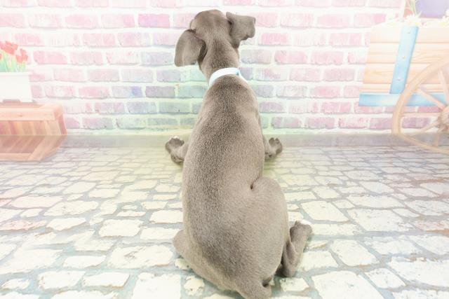 東京都のイタリアングレーハウンド (Coo&RIKU足立本店/2025年11月1日生まれ/男の子/ブルーホワイト)の子犬の4枚目の画像