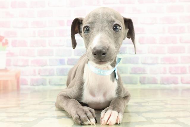 神奈川県のイタリアングレーハウンド (Coo&RIKU平塚店/2025年11月1日生まれ/男の子/ブルーホワイト)の子犬