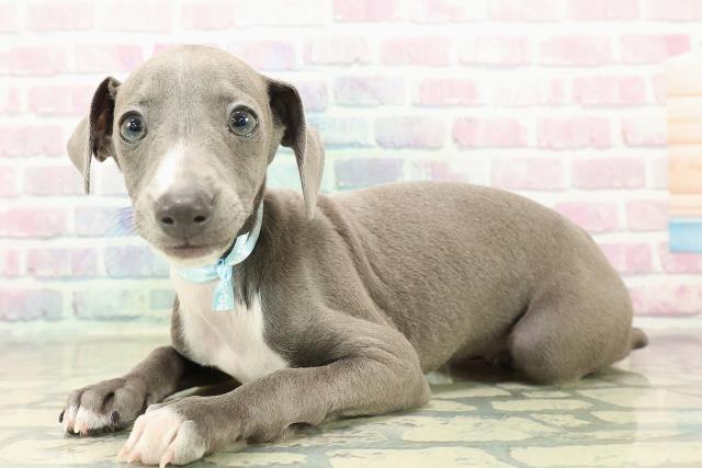 神奈川県のイタリアングレーハウンド (Coo&RIKU平塚店/2025年11月1日生まれ/男の子/ブルーホワイト)の子犬の2枚目の画像