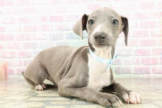 神奈川県のイタリアングレーハウンド (Coo&RIKU平塚店/2025年11月1日生まれ/男の子/ブルーホワイト)の子犬の3枚目の画像