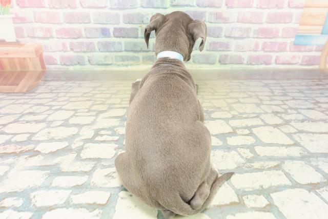 神奈川県のイタリアングレーハウンド (Coo&RIKU平塚店/2025年11月1日生まれ/男の子/ブルーホワイト)の子犬の4枚目の画像