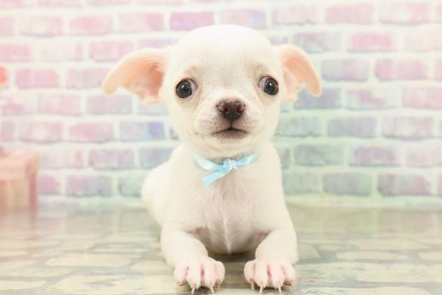 東京都のチワワ(スムース) (Coo&RIKU足立本店/2025年11月1日生まれ/男の子/クリームホワイト)の子犬