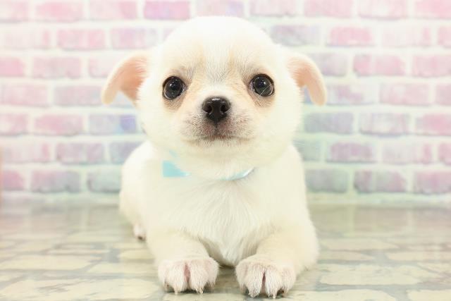 埼玉県のチワワ(スムース) (Coo&RIKU岩槻店/2025年11月1日生まれ/男の子/クリームホワイト)の子犬