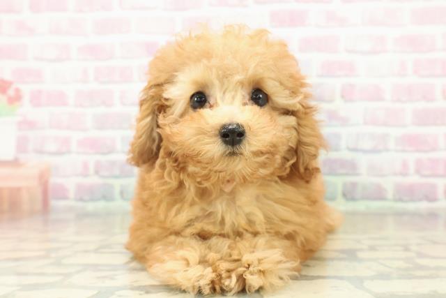 東京都のトイプードル(トイ) (Coo&RIKU江戸川店/2025年10月13日生まれ/女の子/アプリコット)の子犬の1枚目の画像