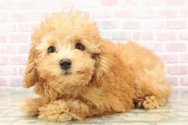 東京都のトイプードル(トイ) (Coo&RIKU江戸川店/2025年10月13日生まれ/女の子/アプリコット)の子犬の2枚目の画像