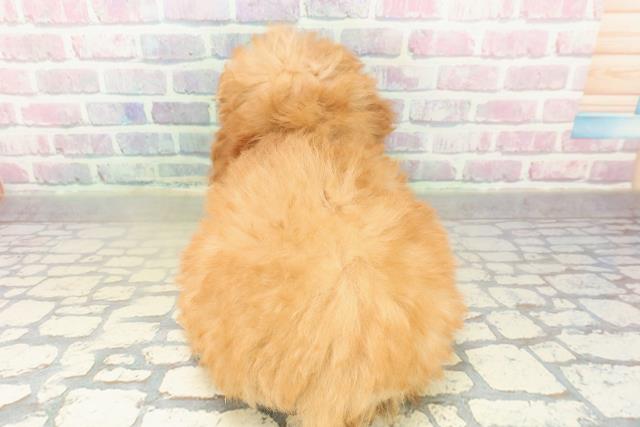 東京都のトイプードル(トイ) (Coo&RIKU江戸川店/2025年10月13日生まれ/女の子/アプリコット)の子犬の4枚目の画像