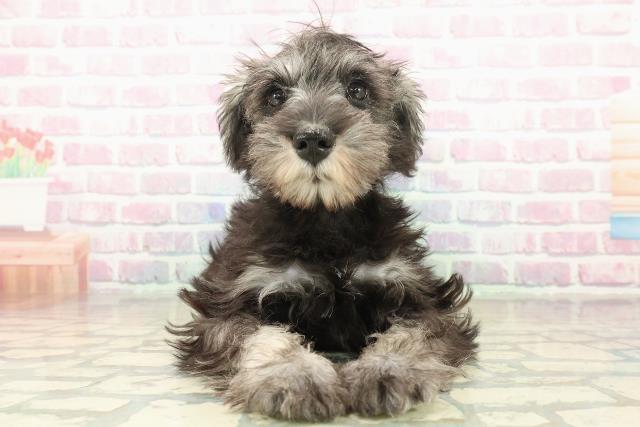 神奈川県のミニチュアシュナウザー (Coo&RIKU平塚店/2025年10月19日生まれ/男の子/ソルトペッパー)の子犬