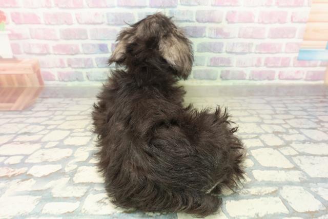 神奈川県のミニチュアシュナウザー (Coo&RIKU平塚店/2025年10月19日生まれ/男の子/ソルトペッパー)の子犬の4枚目の画像