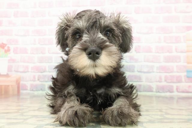 神奈川県のミニチュアシュナウザー (Coo&RIKU長津田店/2025年10月19日生まれ/男の子/ソルトペッパー)の子犬