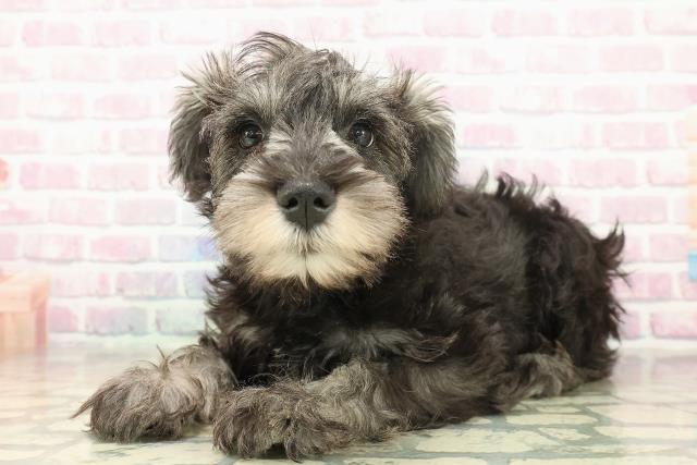 神奈川県のミニチュアシュナウザー (Coo&RIKU長津田店/2025年10月19日生まれ/男の子/ソルトペッパー)の子犬の2枚目の画像