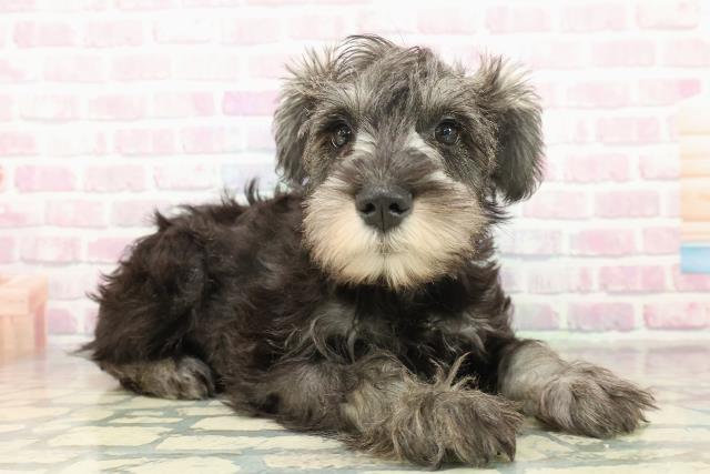 神奈川県のミニチュアシュナウザー (Coo&RIKU長津田店/2025年10月19日生まれ/男の子/ソルトペッパー)の子犬の3枚目の画像