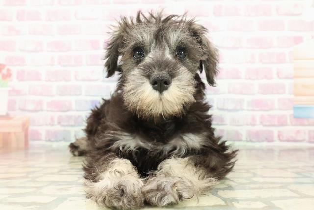 東京都のミニチュアシュナウザー (Coo&RIKU練馬店/2025年10月19日生まれ/男の子/ソルトペッパー)の子犬の1枚目の画像