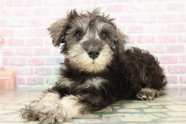 東京都のミニチュアシュナウザー (Coo&RIKU練馬店/2025年10月19日生まれ/男の子/ソルトペッパー)の子犬の2枚目の画像