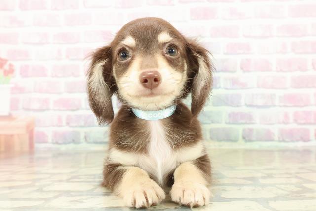 神奈川県のチワックス(チワワ×ダックス) (Coo&RIKU藤沢店/2025年10月20日生まれ/男の子/チョコレートイエロー)の子犬