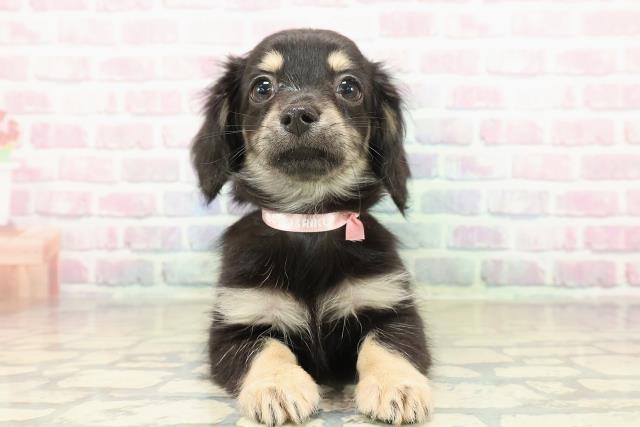 神奈川県のチワックス(チワワ×ダックス) (Coo&RIKU横須賀店/2025年10月20日生まれ/女の子/ブラックタン)の子犬の1枚目の画像